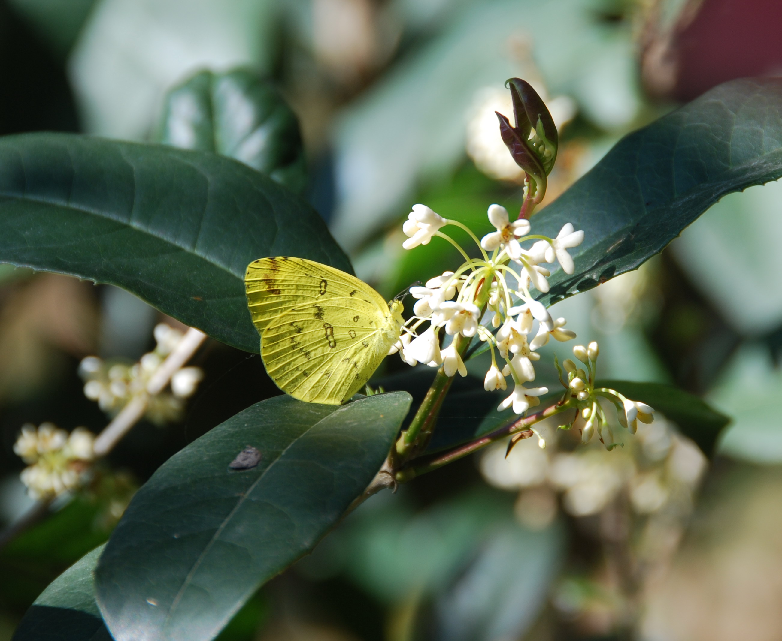 Osmanthus fragrans