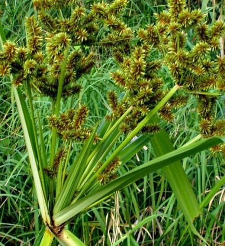 Cyperus dives