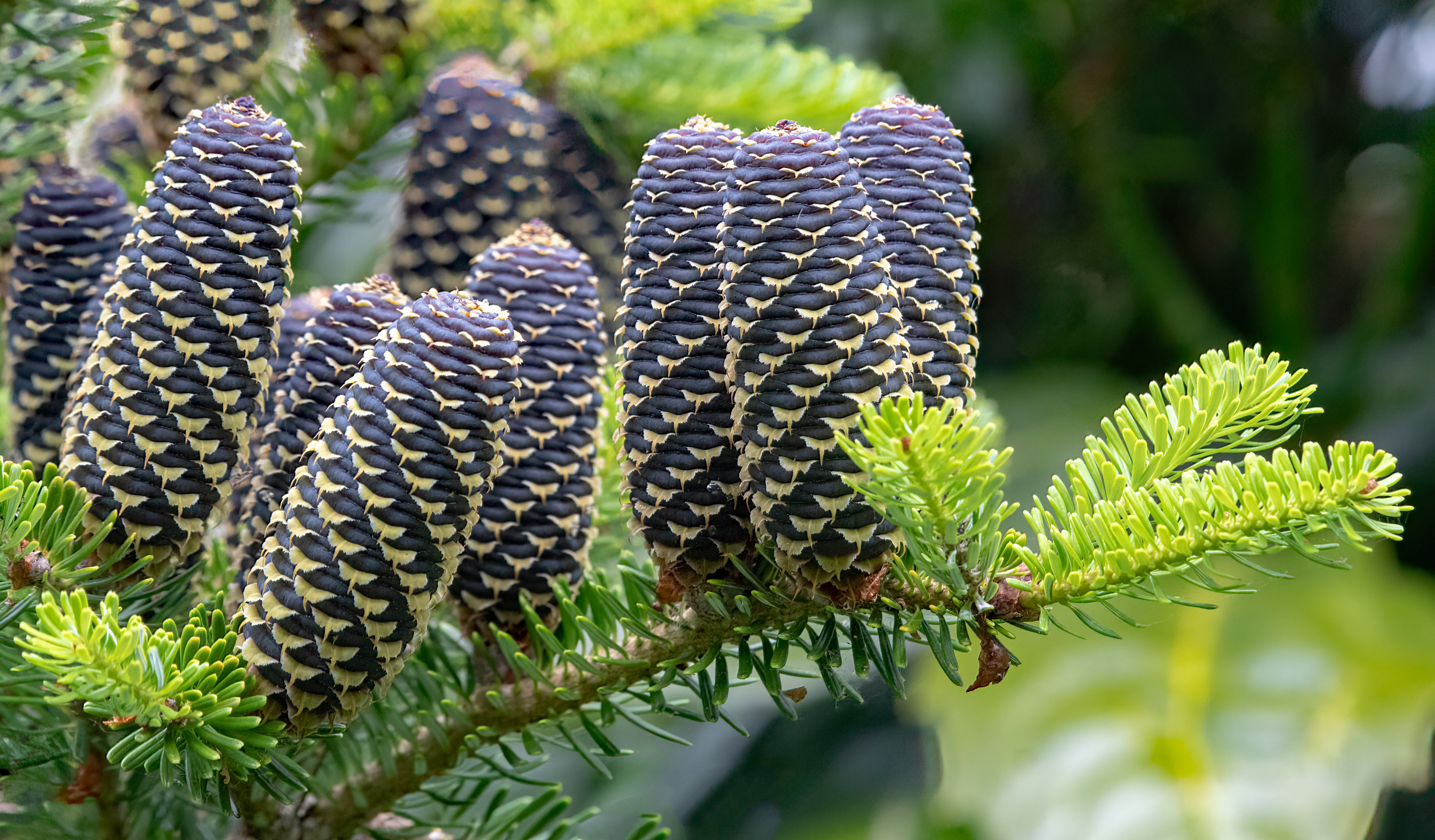 Abies koreana