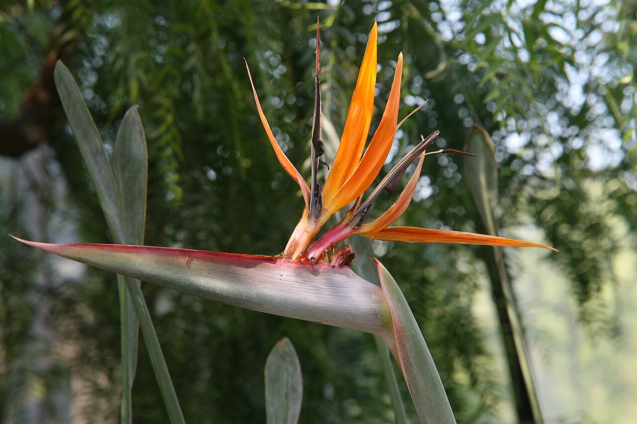 Strelitzia juncea