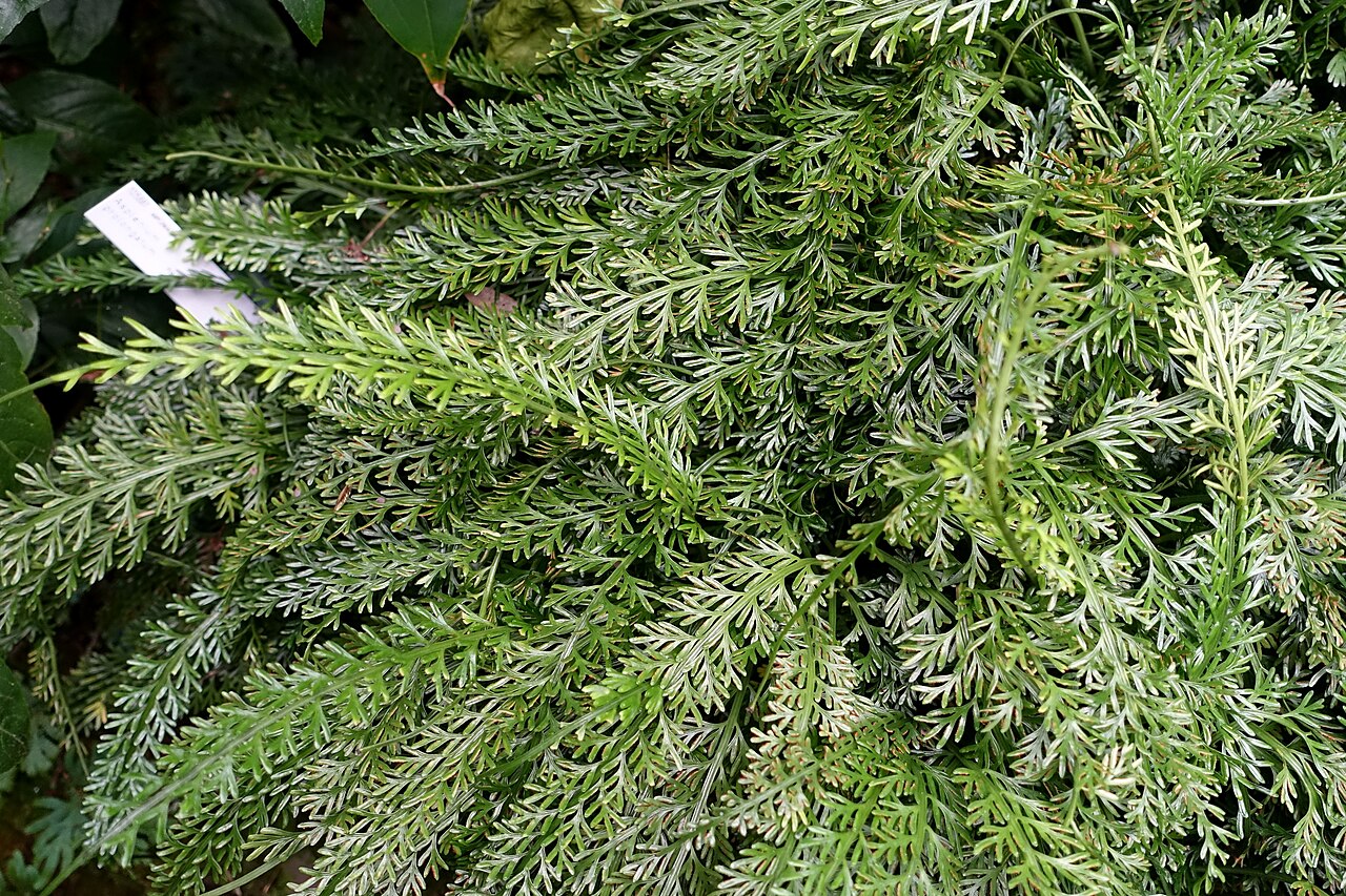 Asplenium prolongatum
