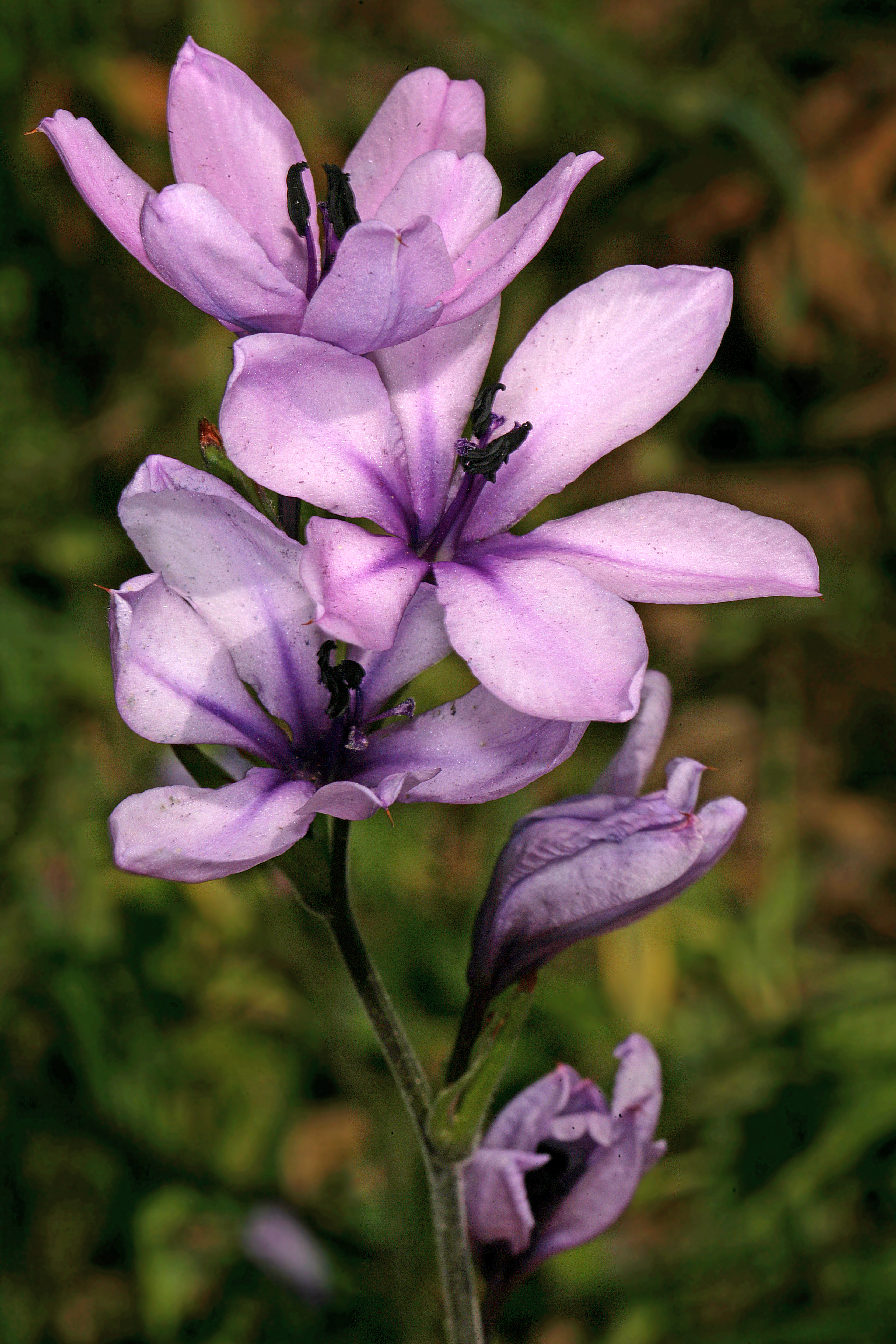 Babiana stricta