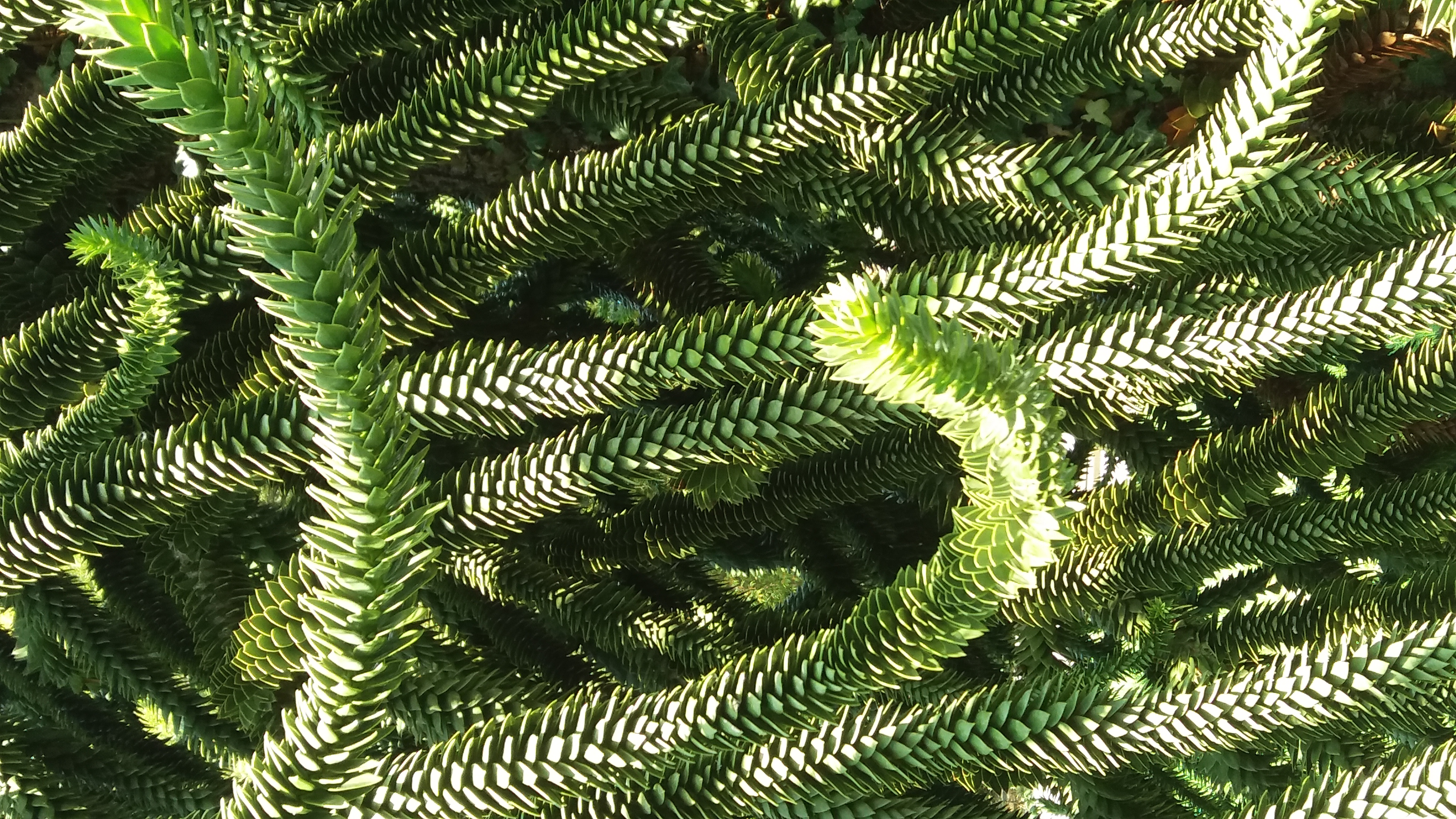Araucaria heterophylla