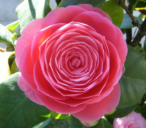 Camellia japonica rosa