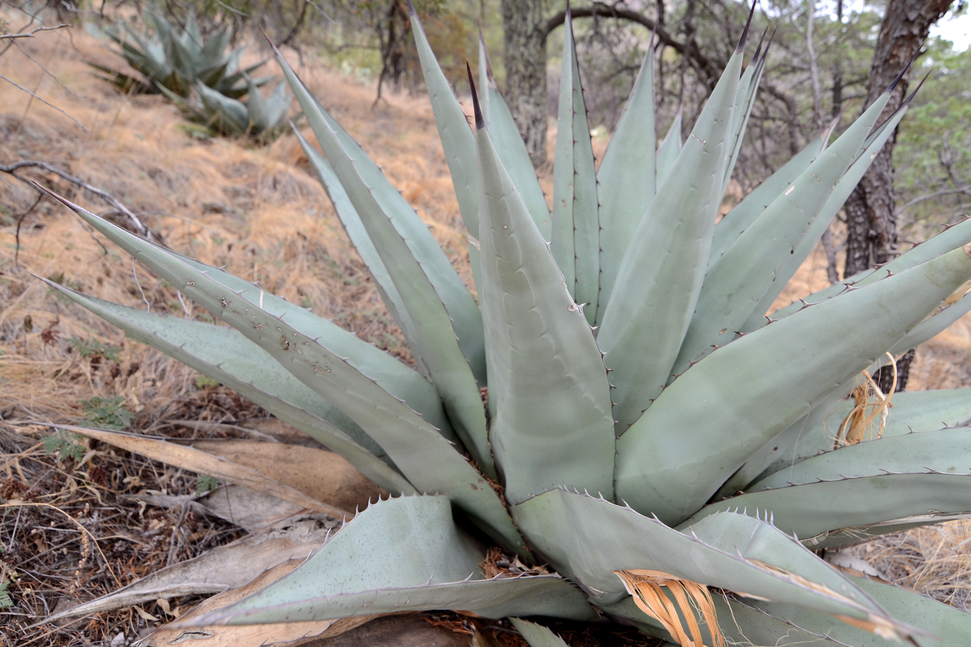 Agave havardiana