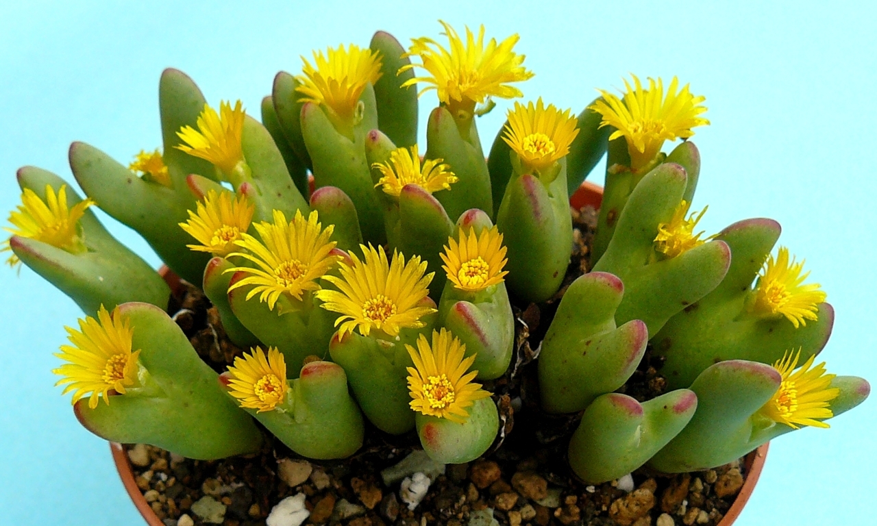 Conophytum bilobum