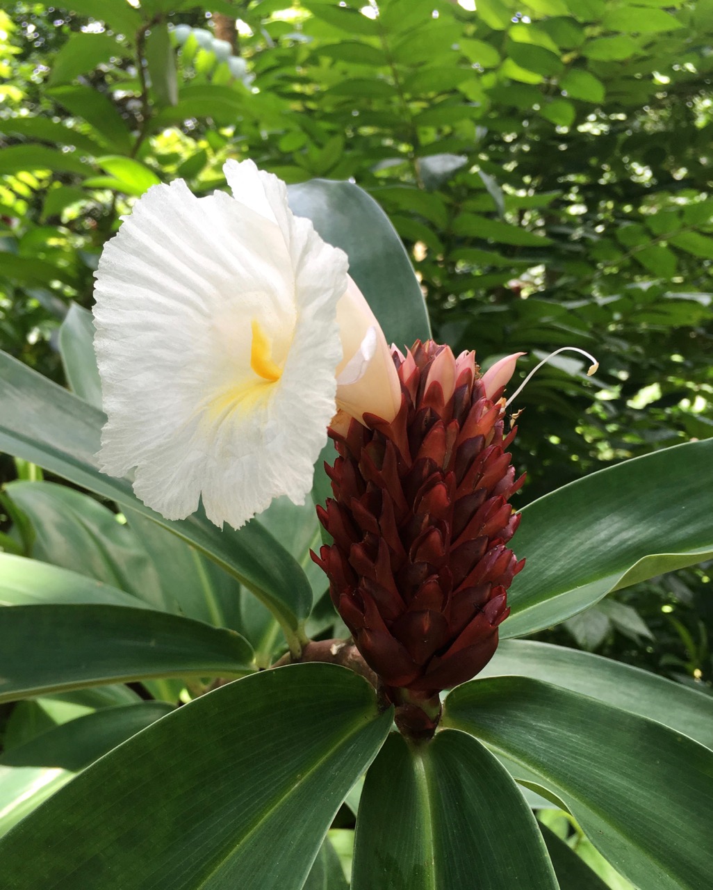 Costus speciosus