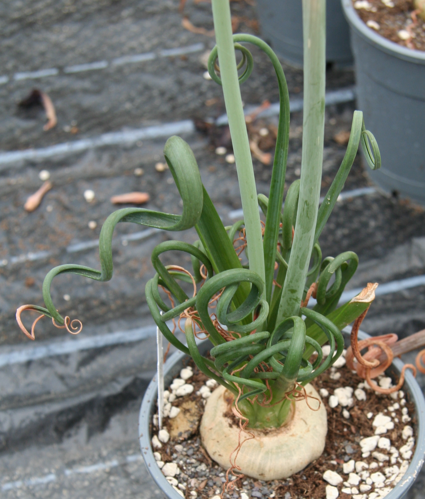 Albuca spiralis