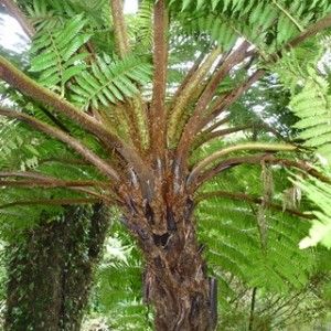 Cyathea carrii