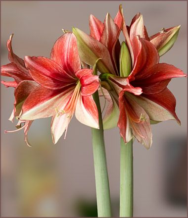 Amaryllis cream with red markings