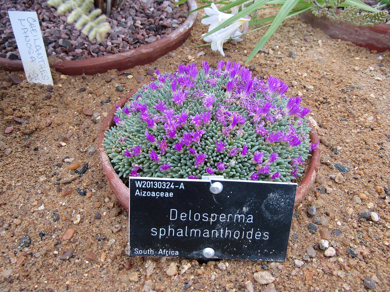 Delosperma sphalmanthoides