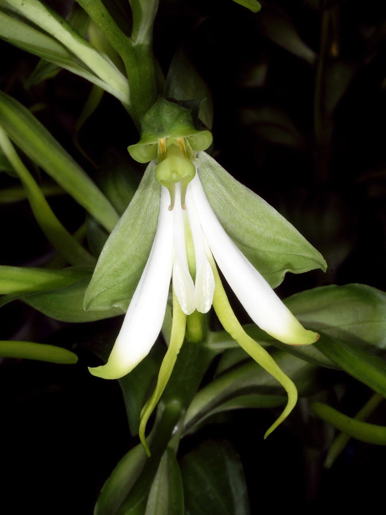 Bonatea speciosa