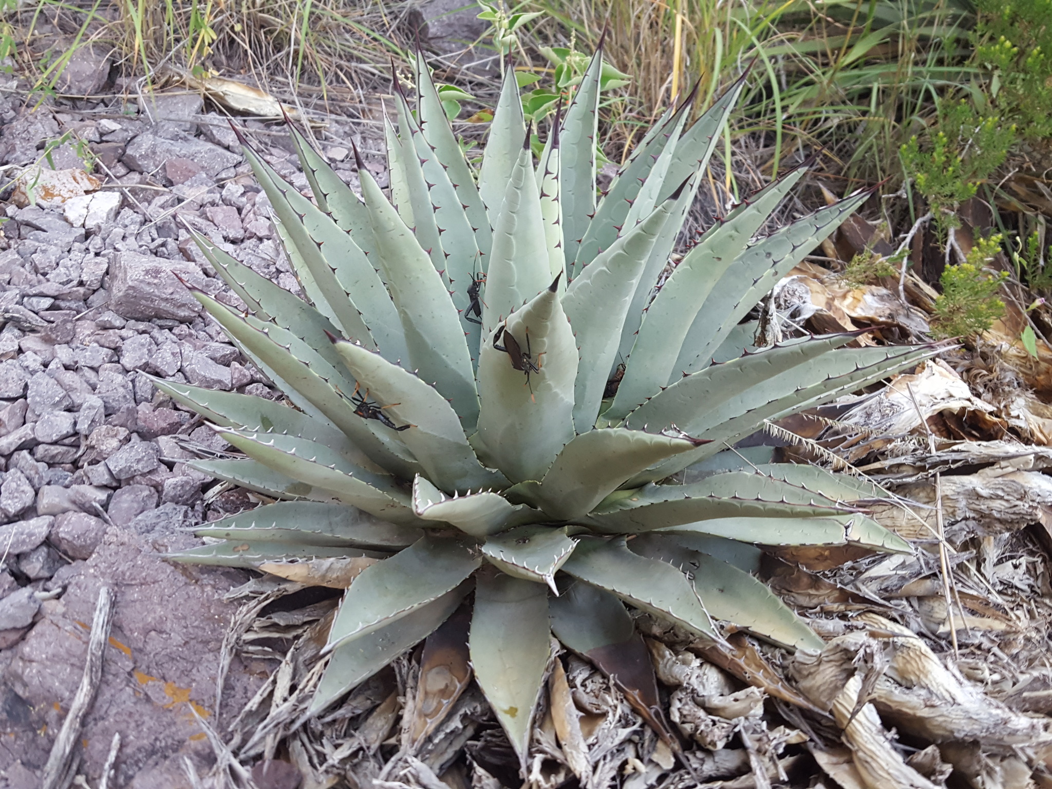Agave neomexicana