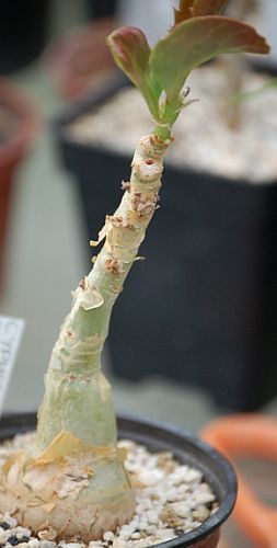 Cyphostemma lanigerum