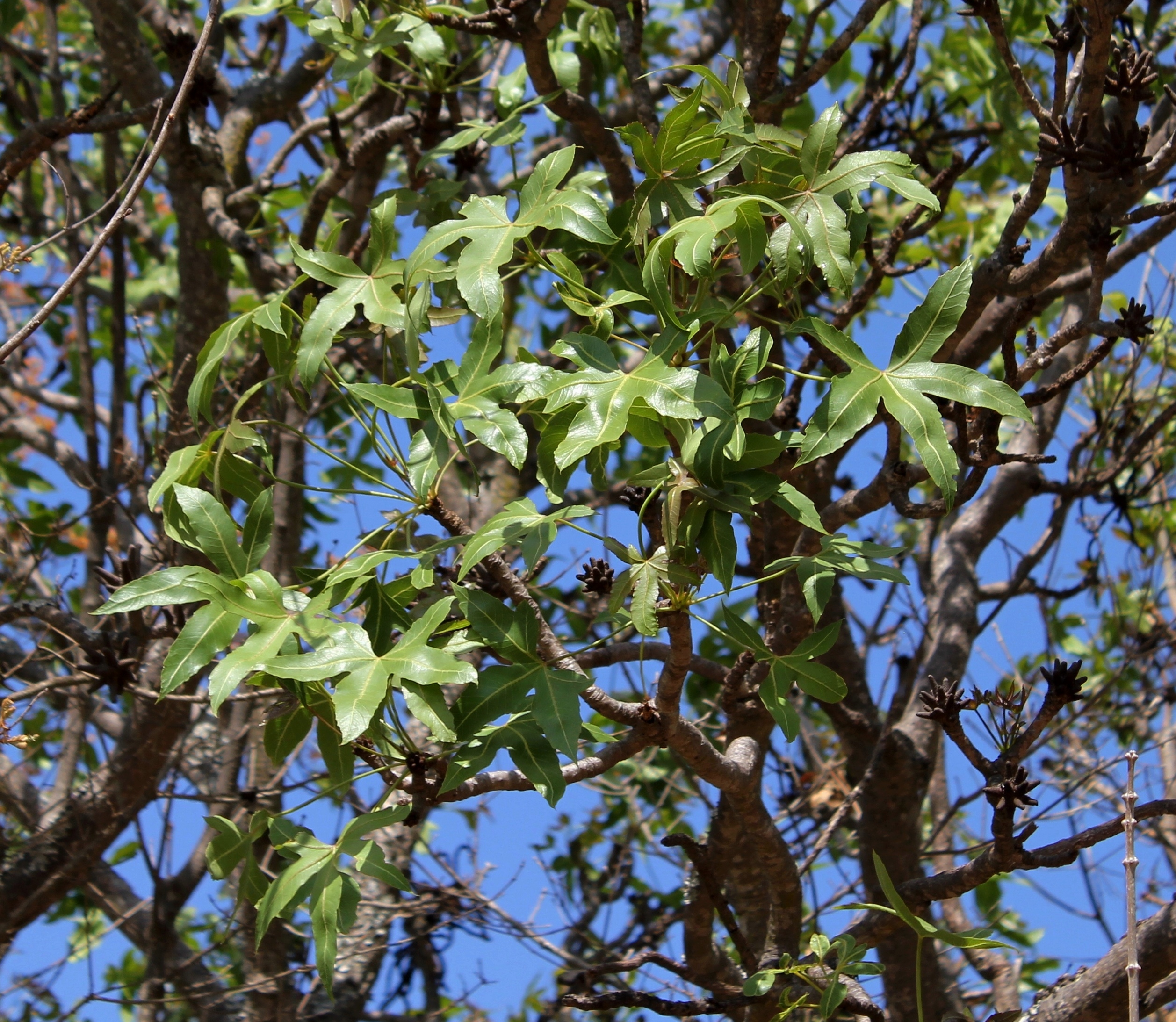 Cussonia natalensis