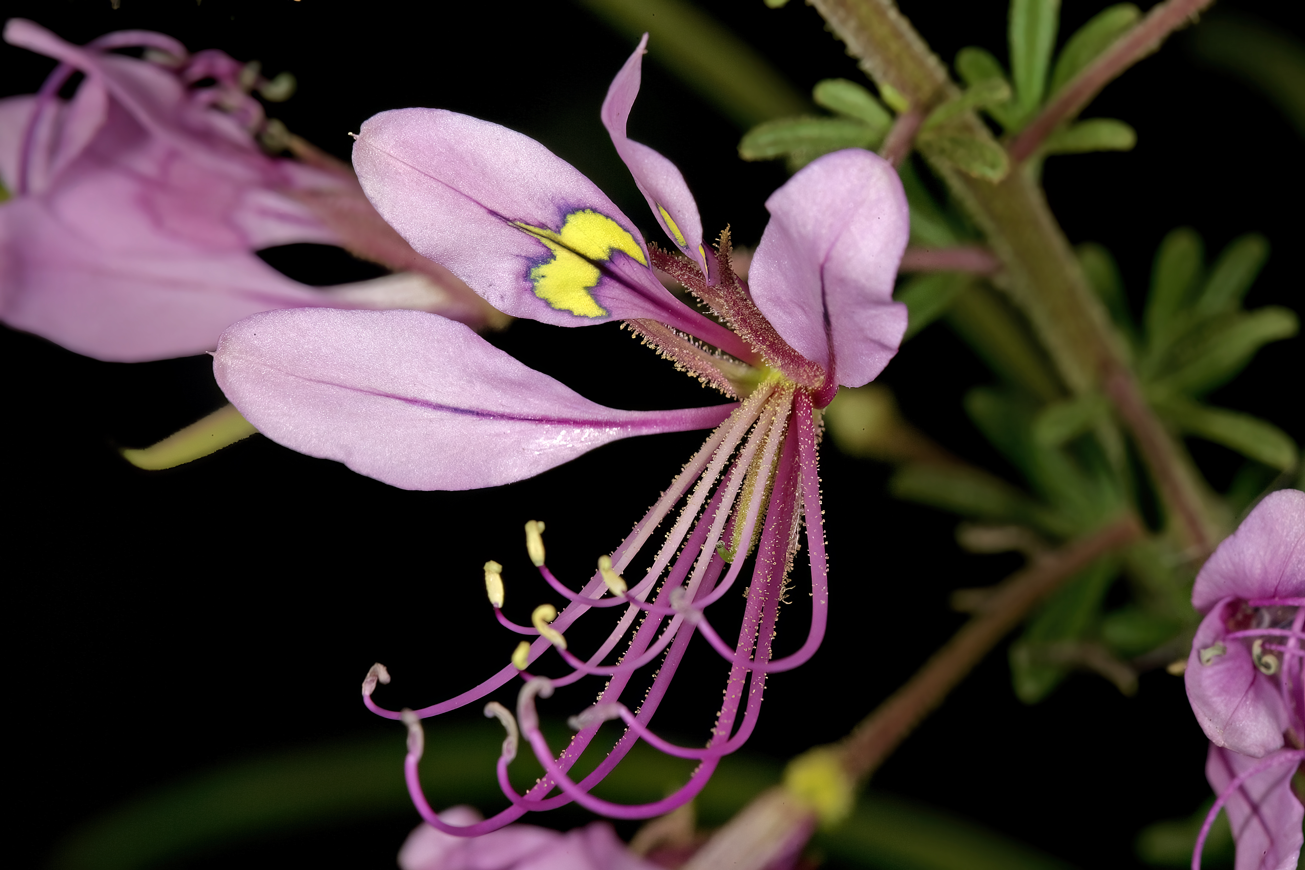 Cleome hirta