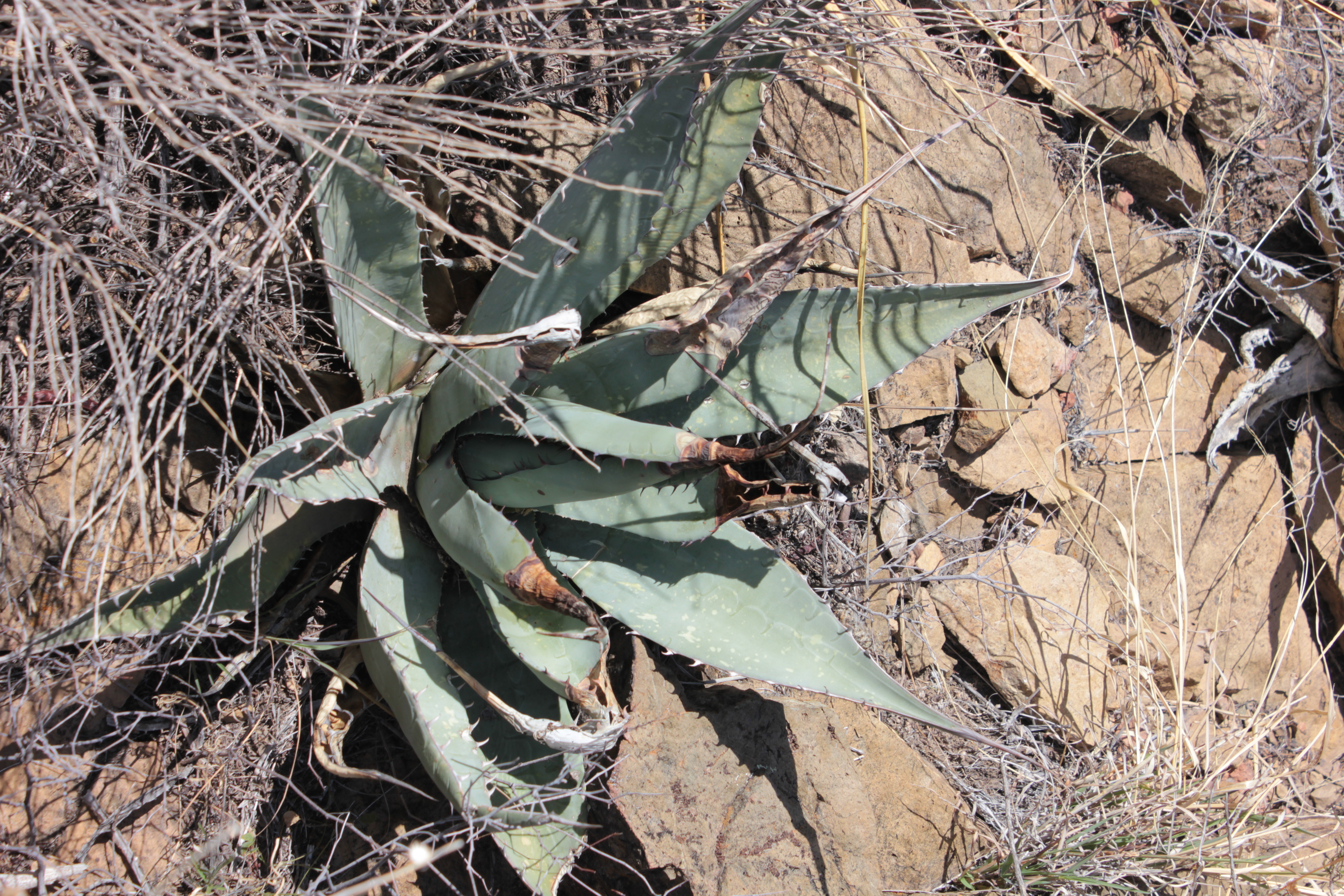 Agave havardiana