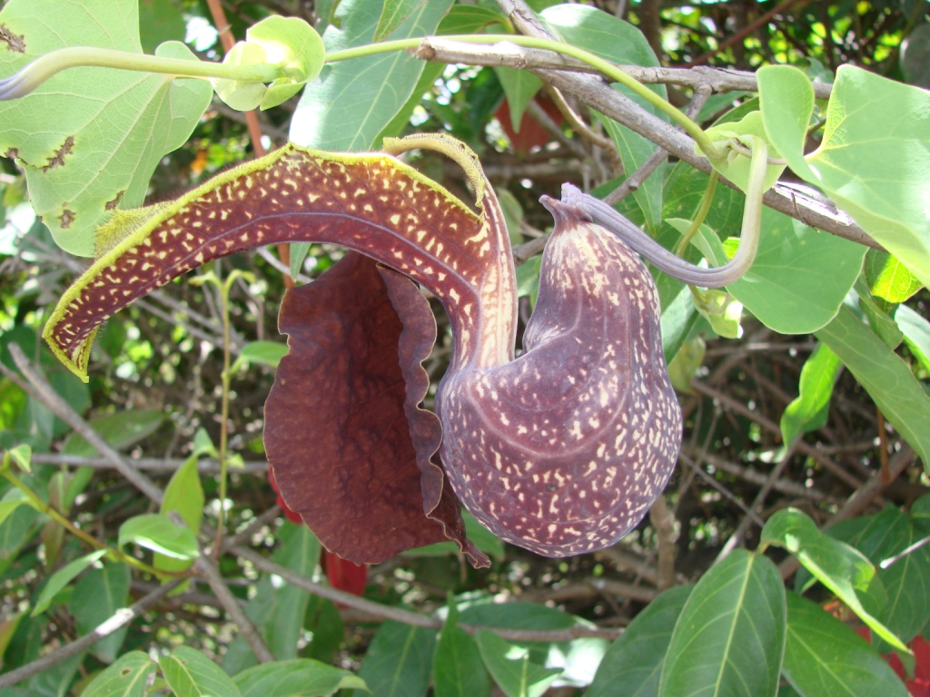 Aristolochia ringens