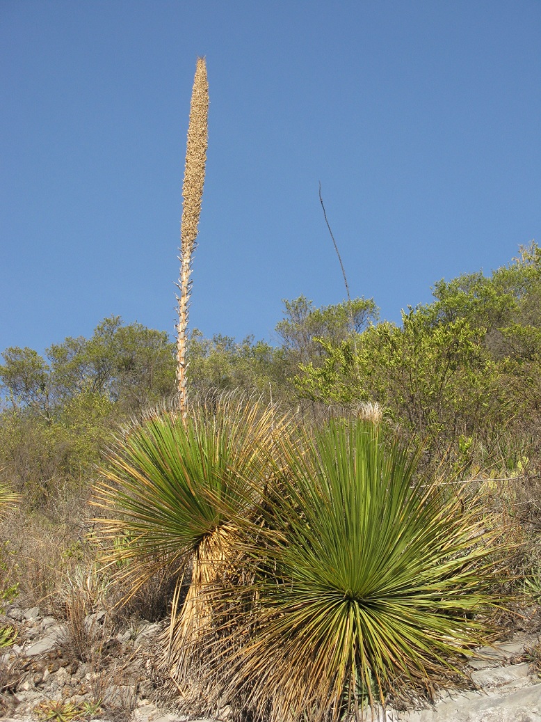 Dasylirion miquihuanense