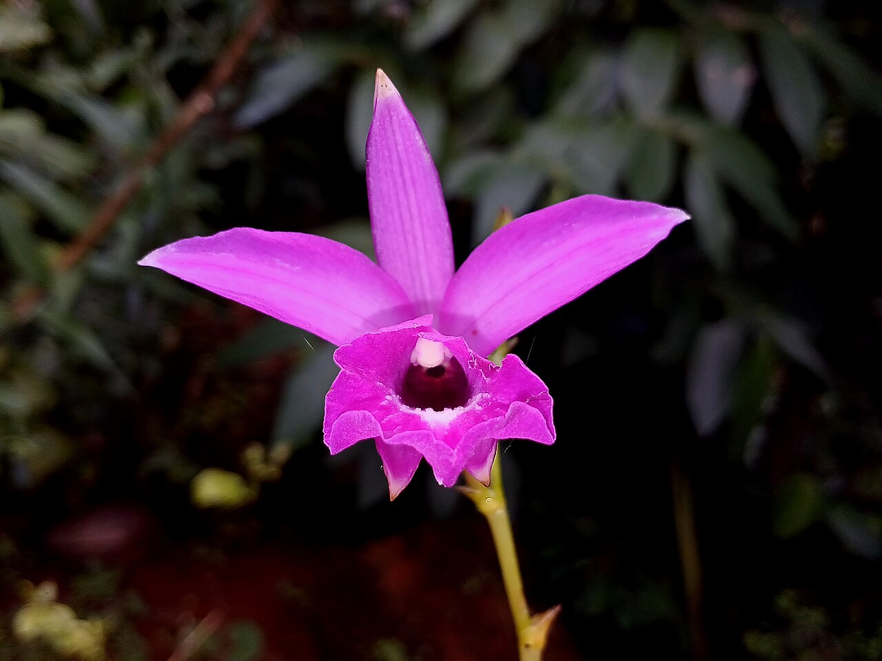 Arundina graminifolia