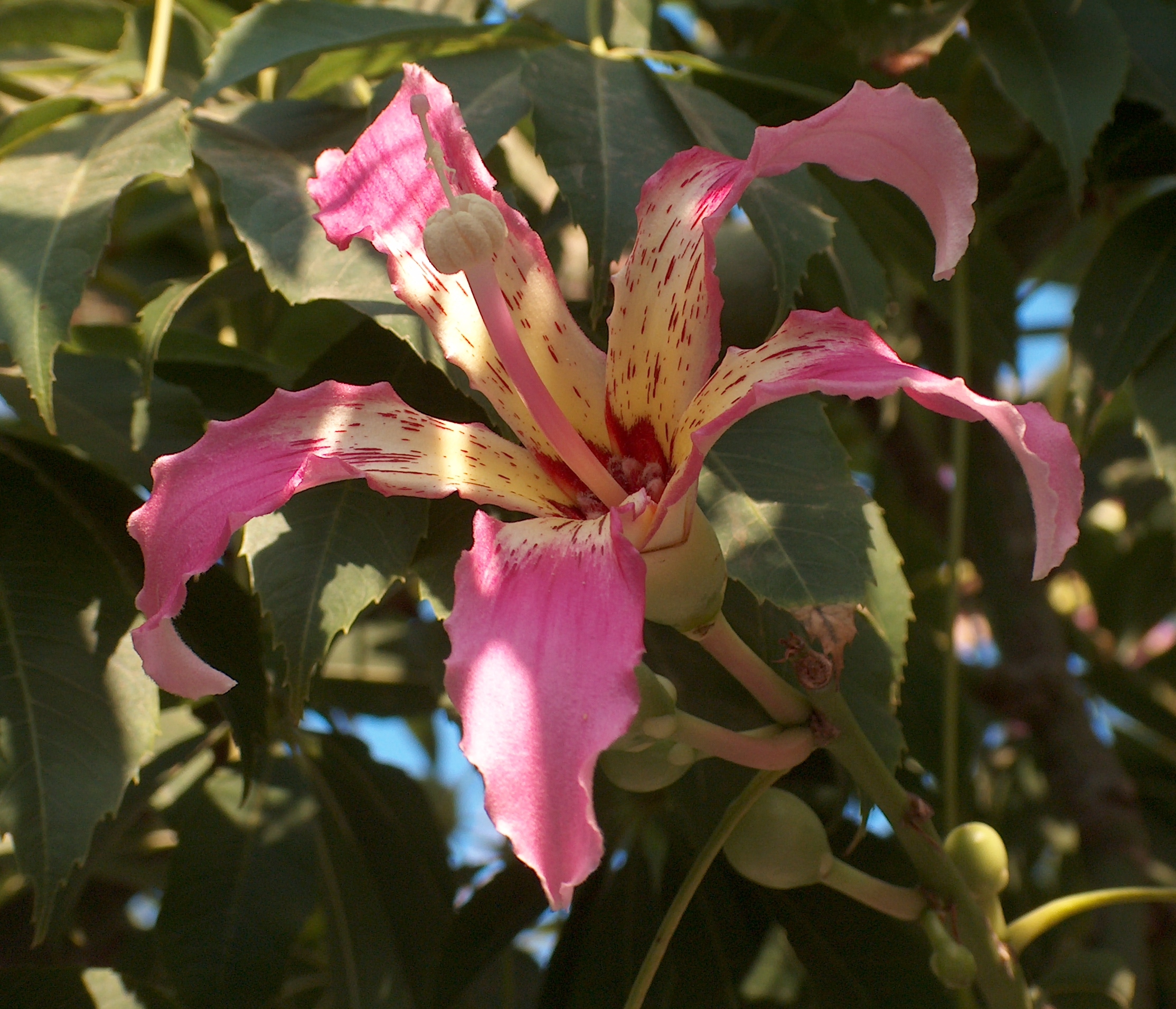Ceiba Speciosa