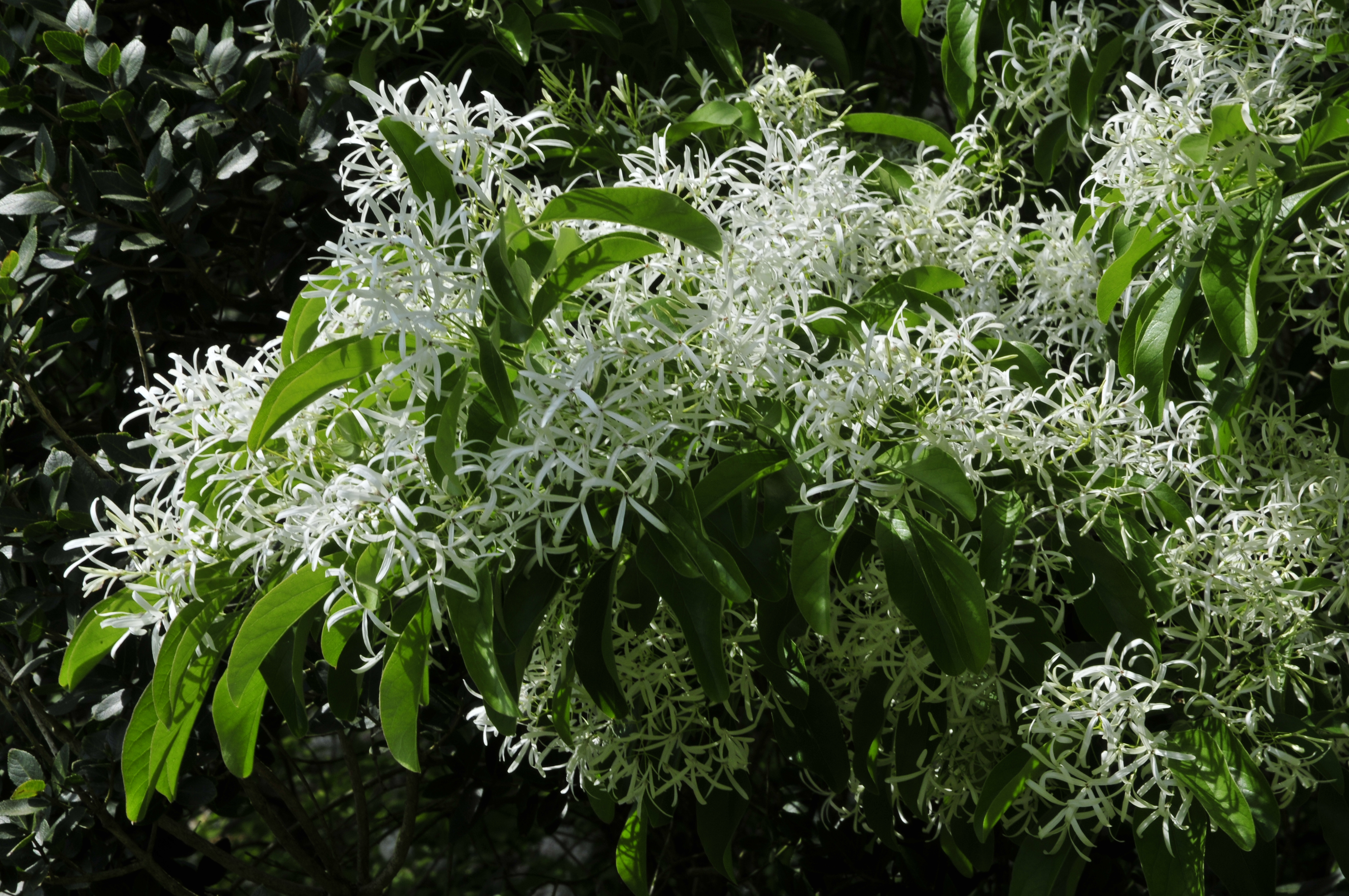 Chionanthus retusus