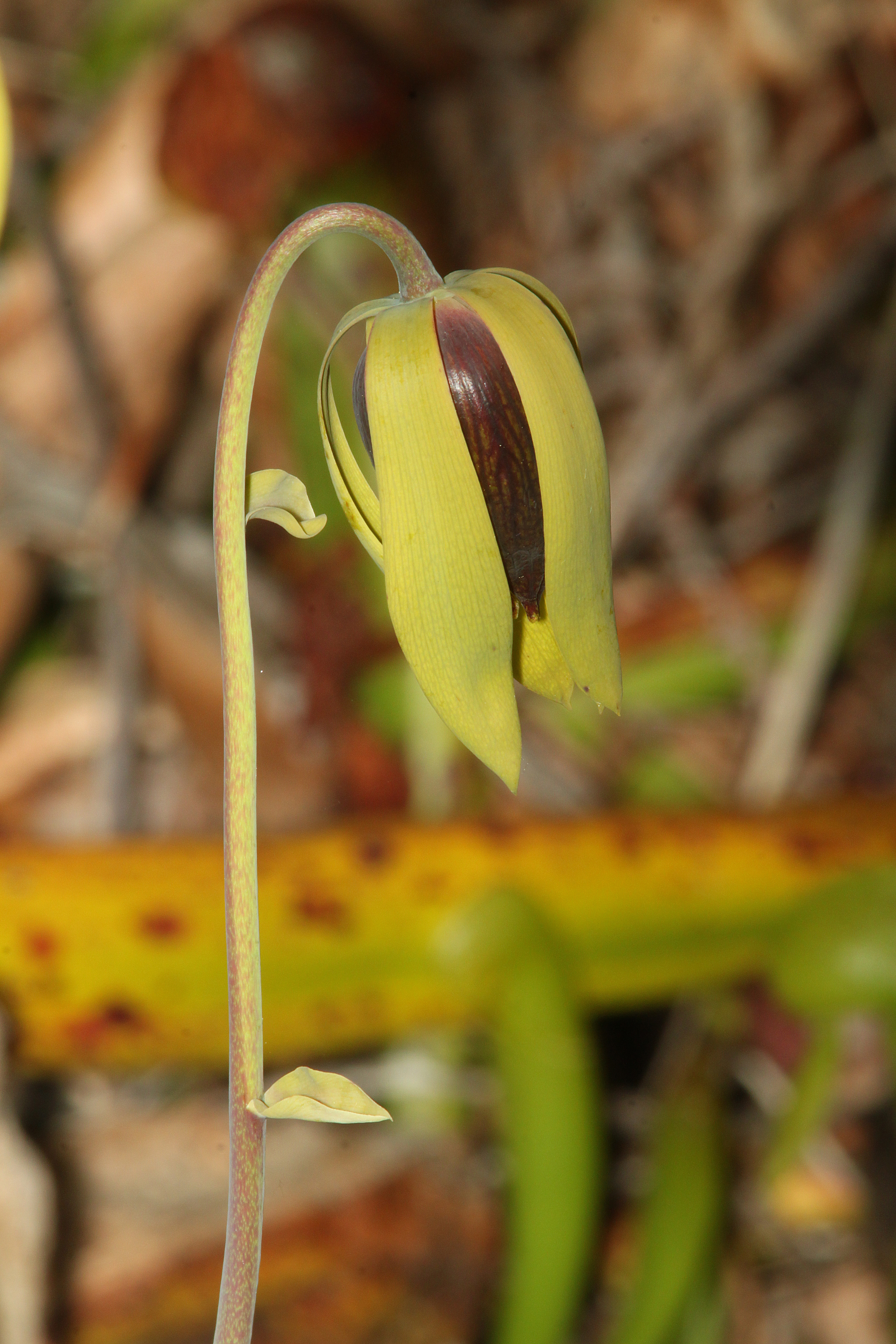 Darlingtonia californica