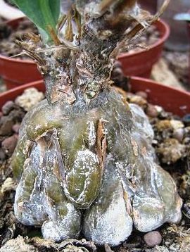 Cephalopentandra ecirrhosa