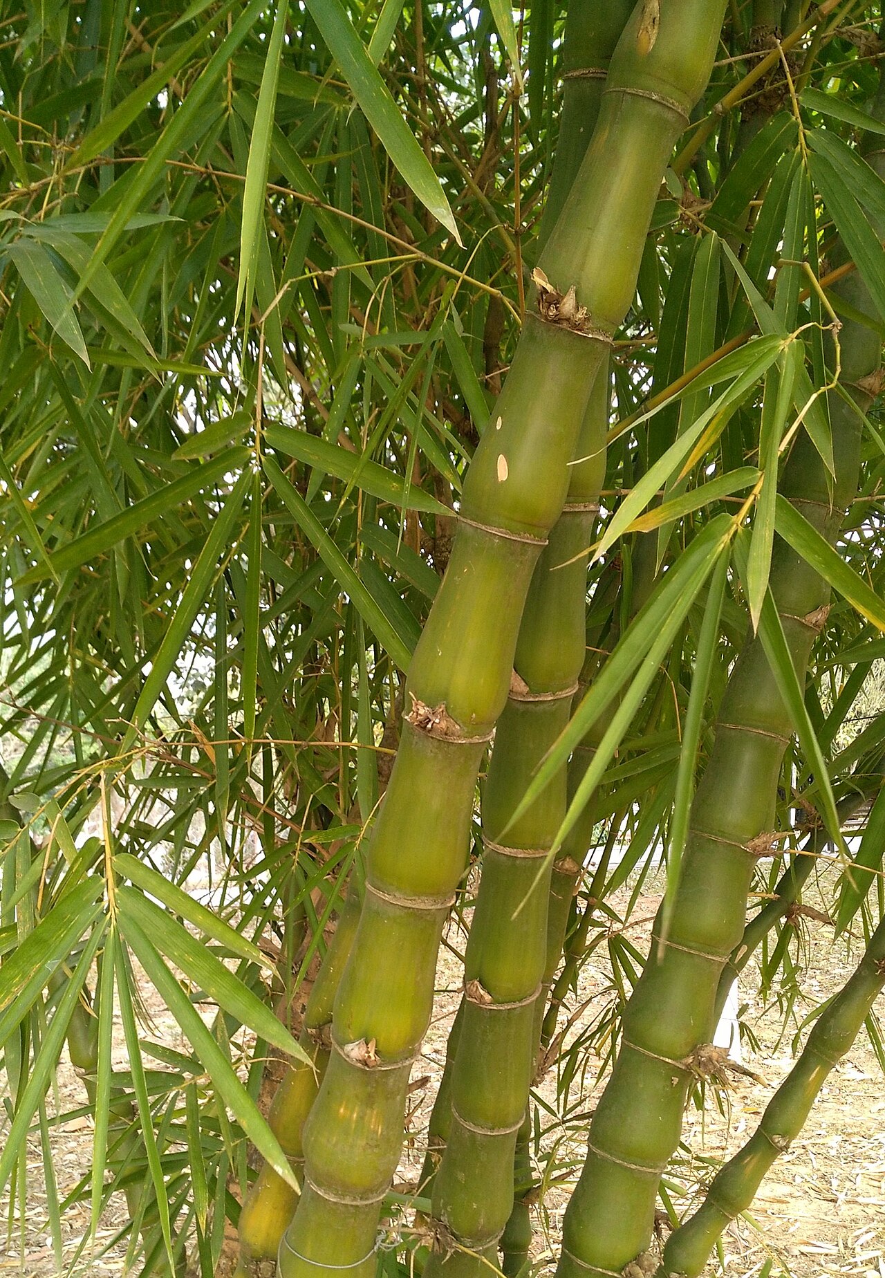 Bambusa tuldoides