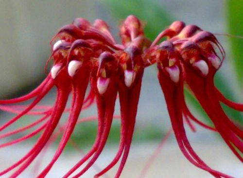 Bulbophyllum gracillimum