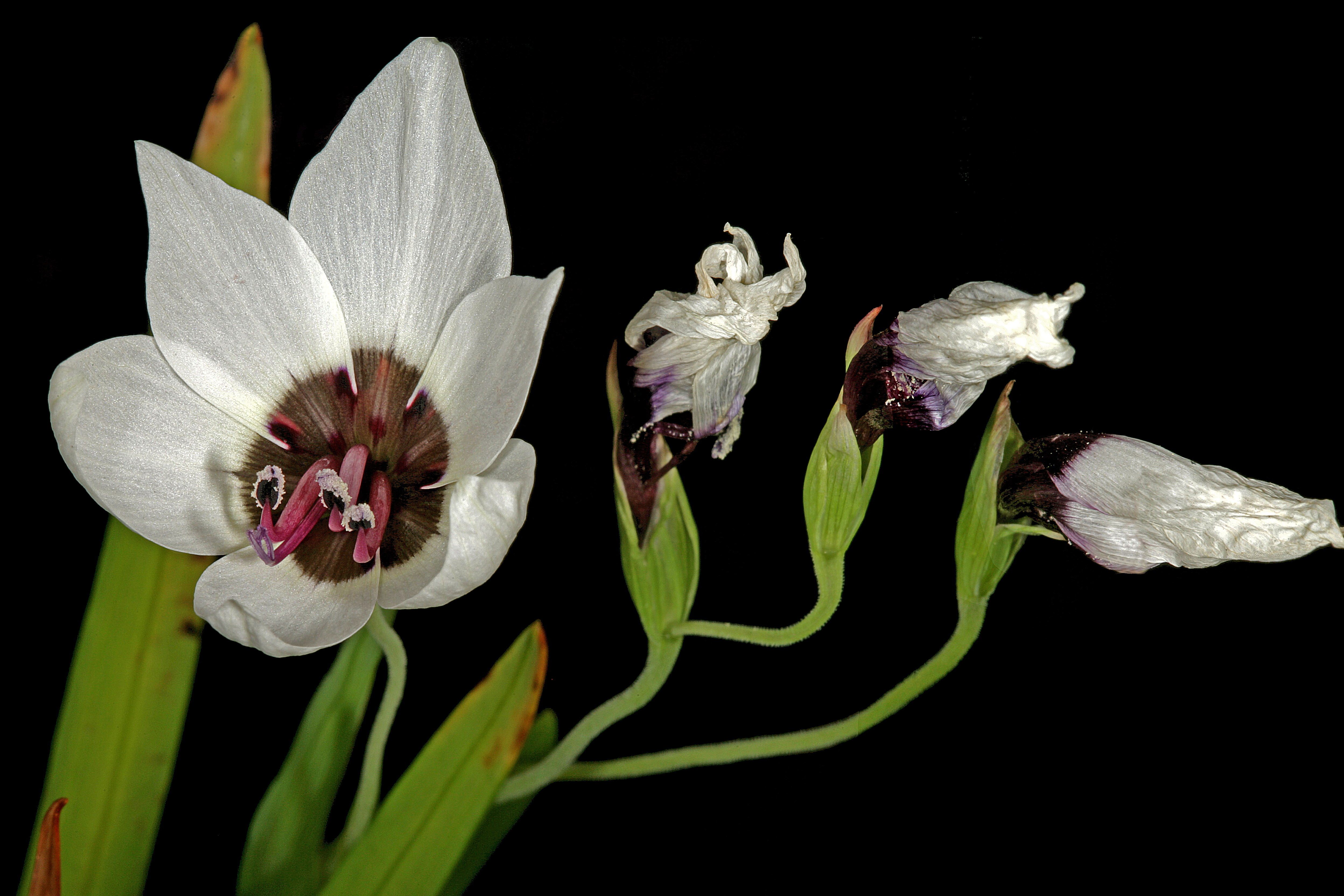 Geissorhiza tulbaghensis