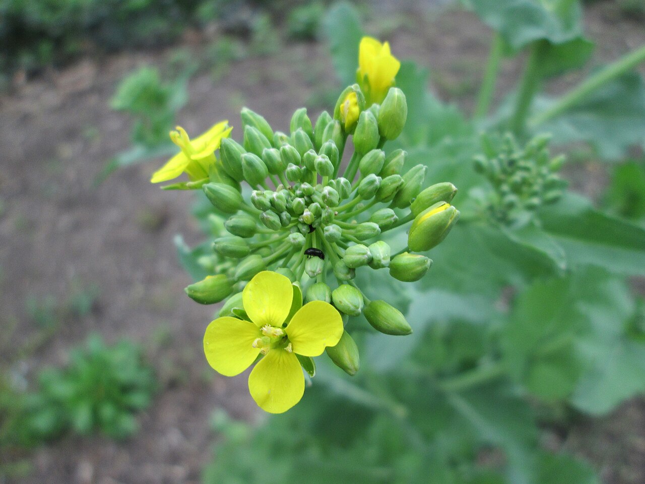 Brassica nigra