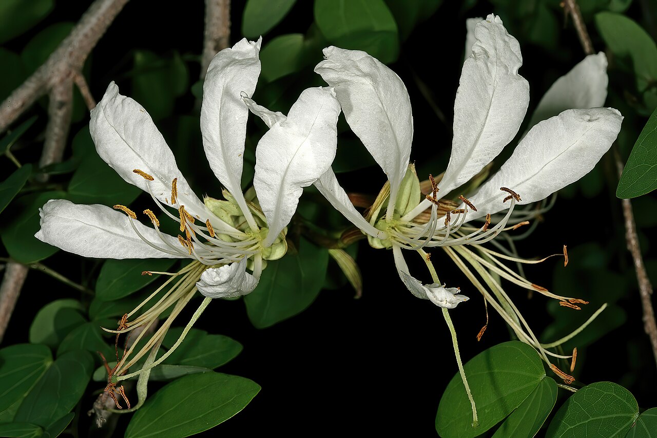 Bauhinia bowkeri