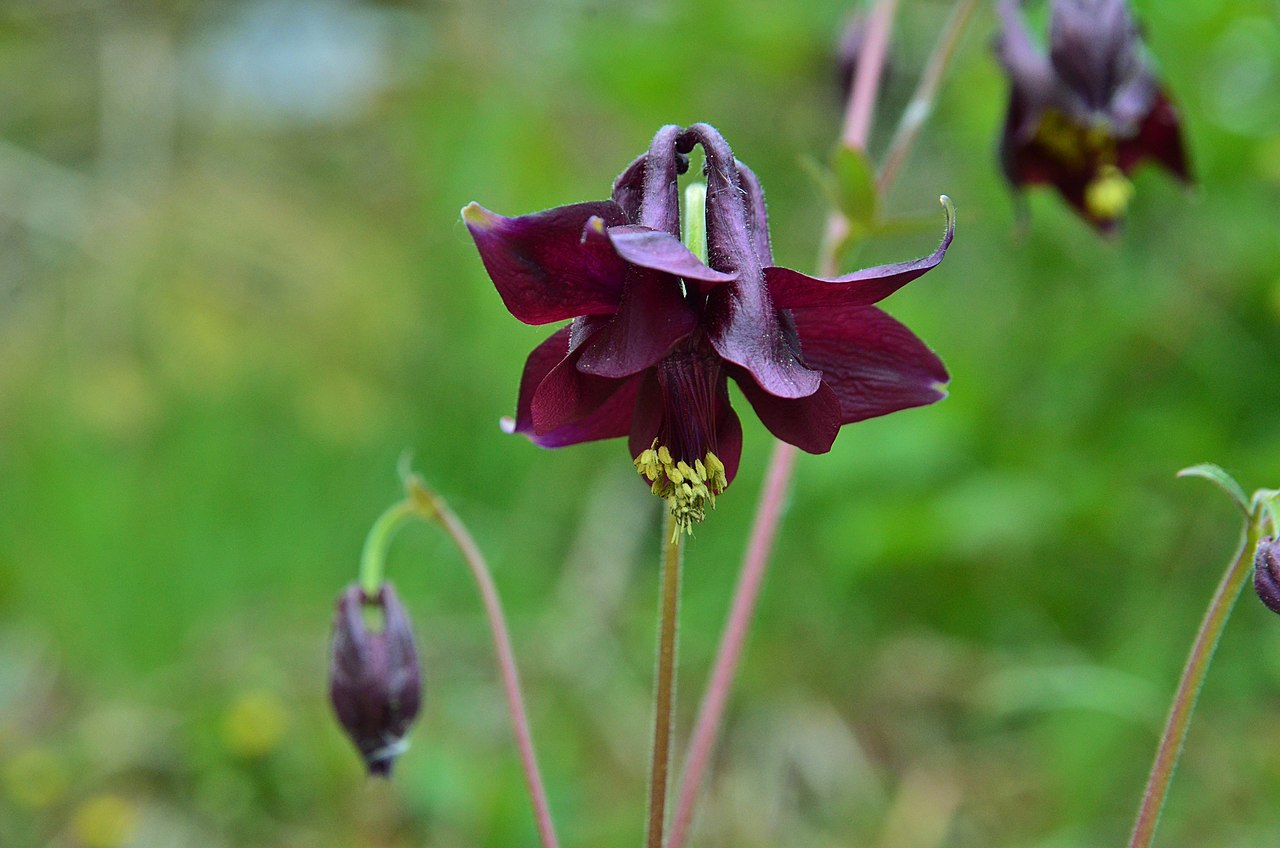 Aquilegia atrata