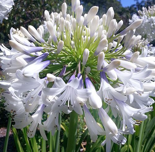 Agapanthus praecox dwarf white