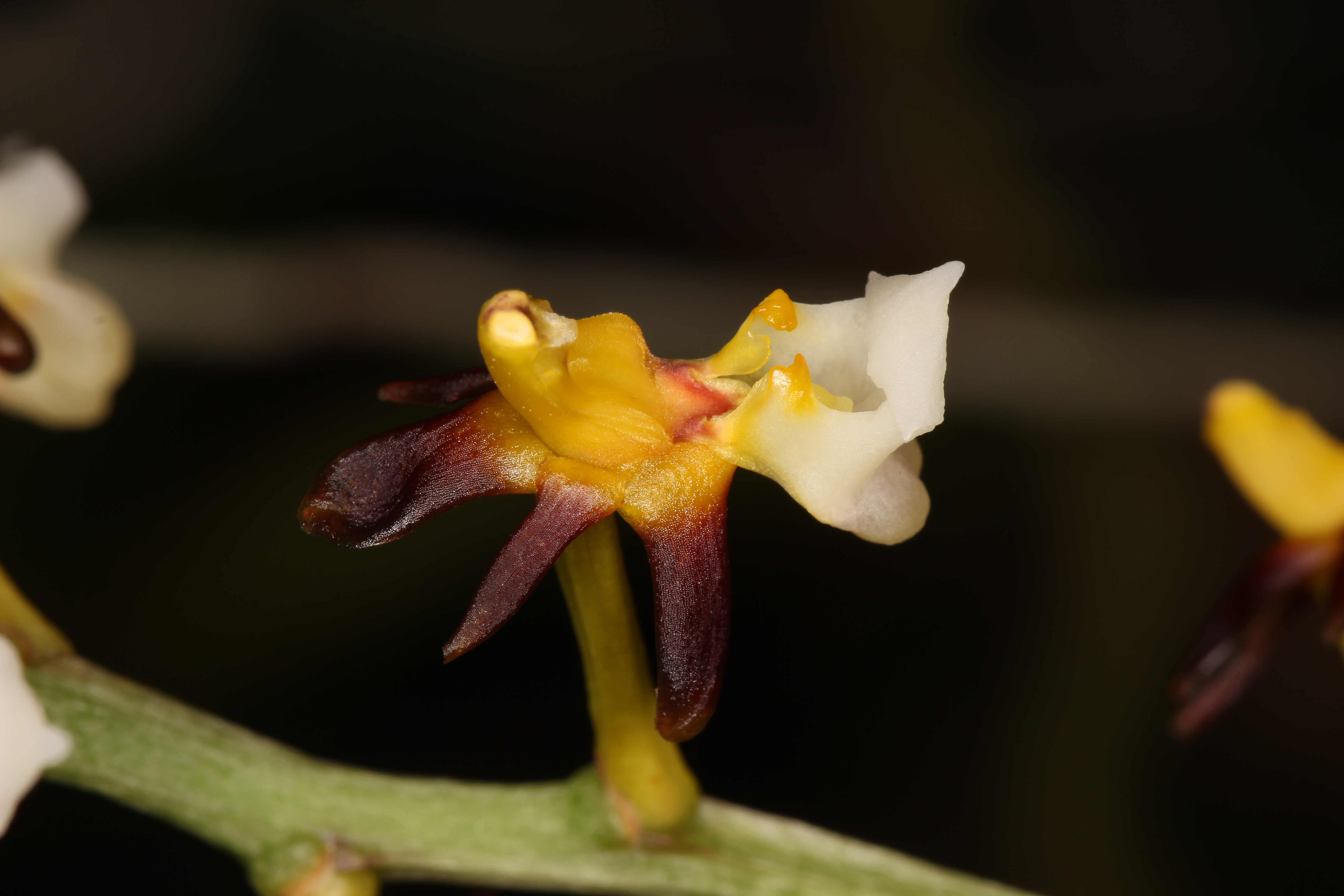 Cleisostoma fuerstenbergianum