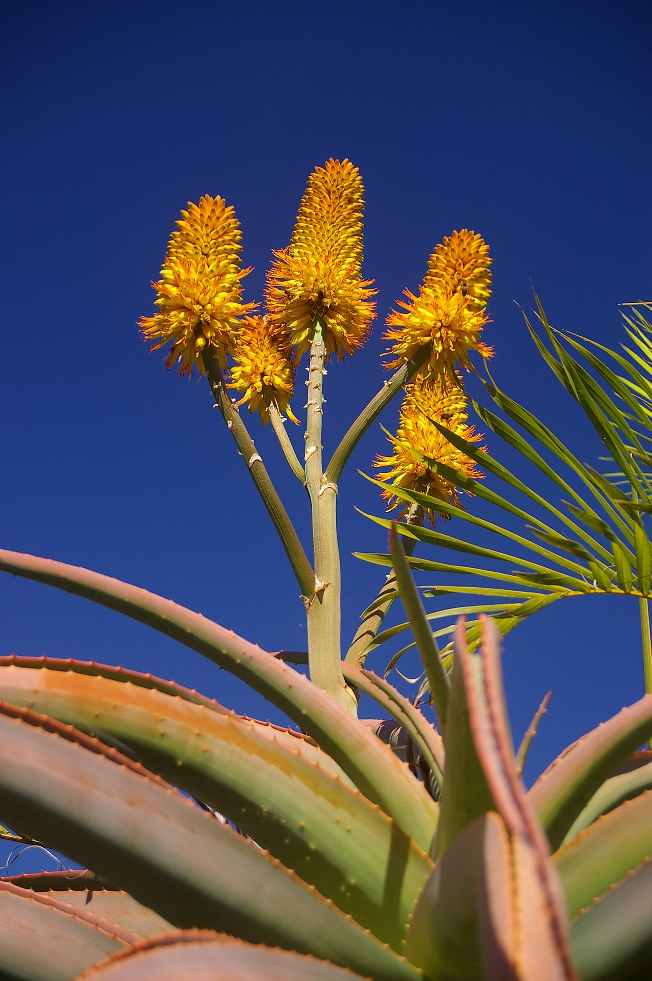 Aloe thraskii