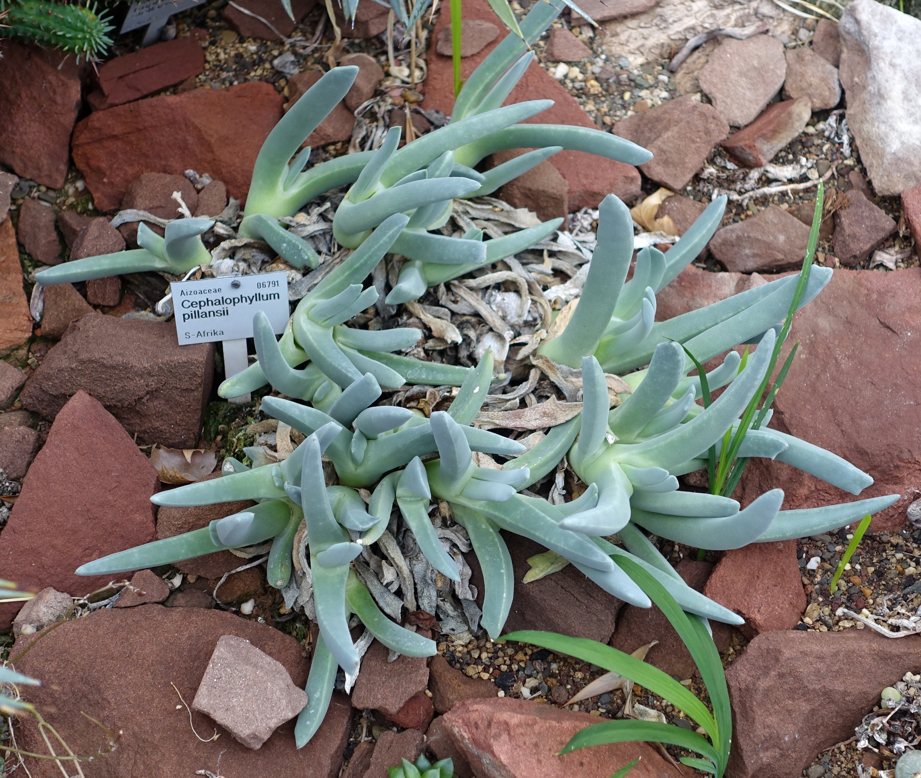 Cephalophyllum pillansii