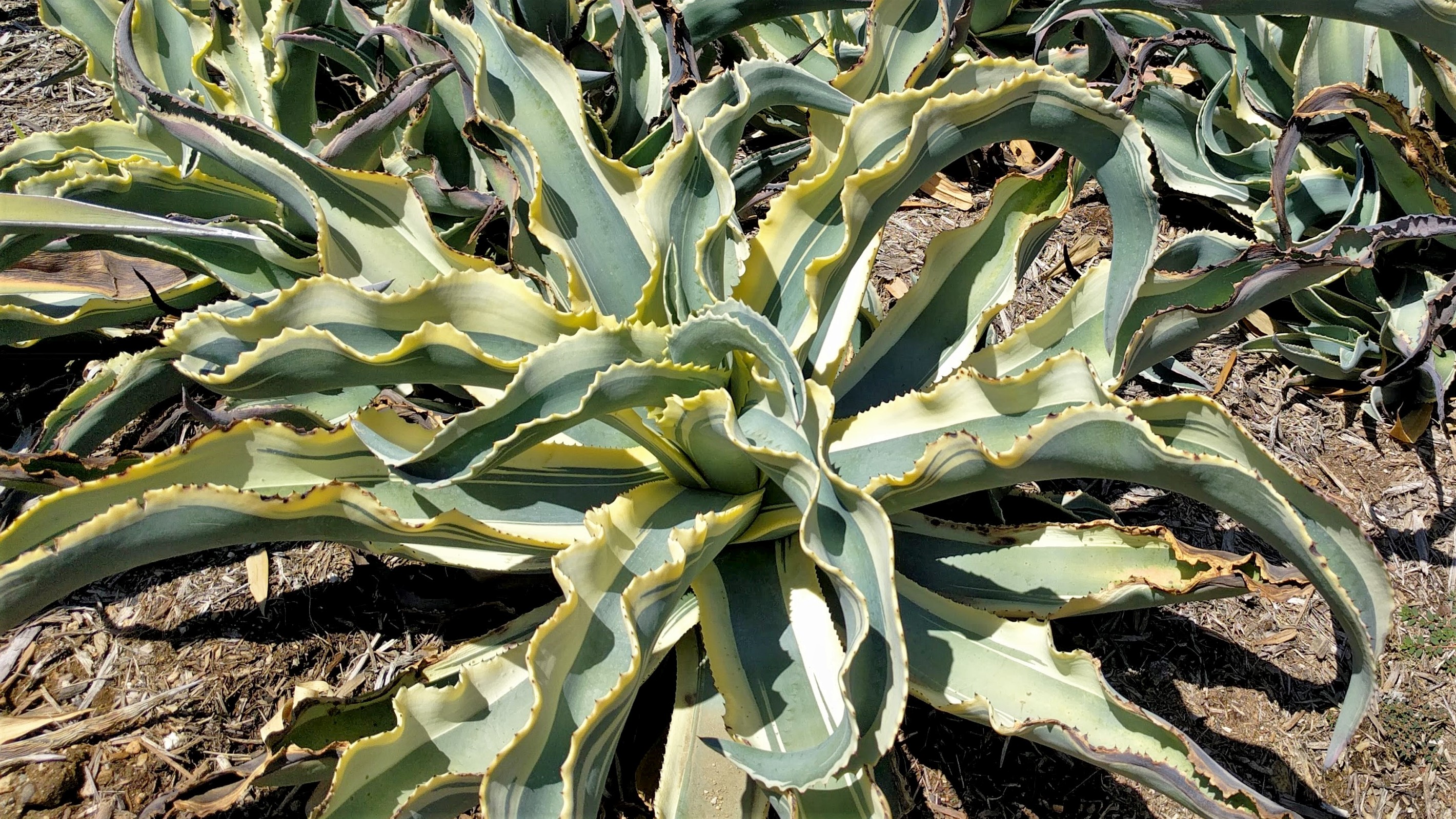 Agave vilmoriniana