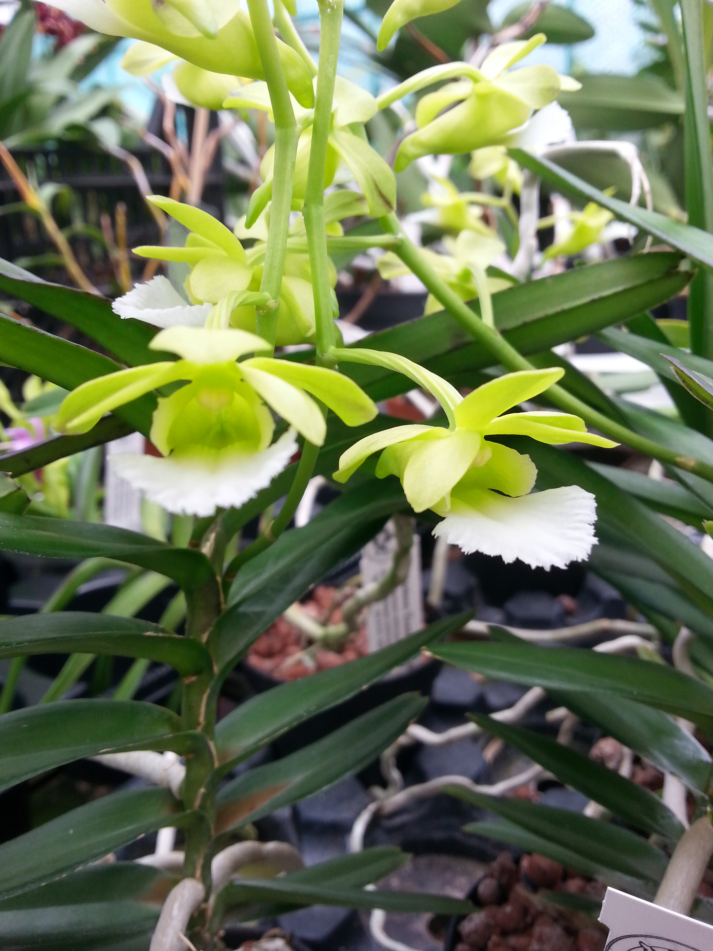Christensonia vietnamica