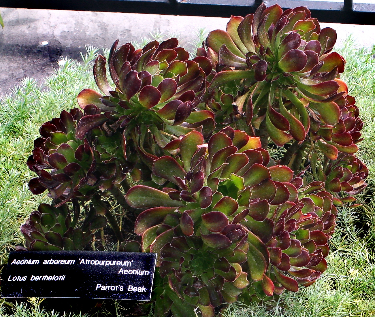 Aeonium arboreum atropurpureum