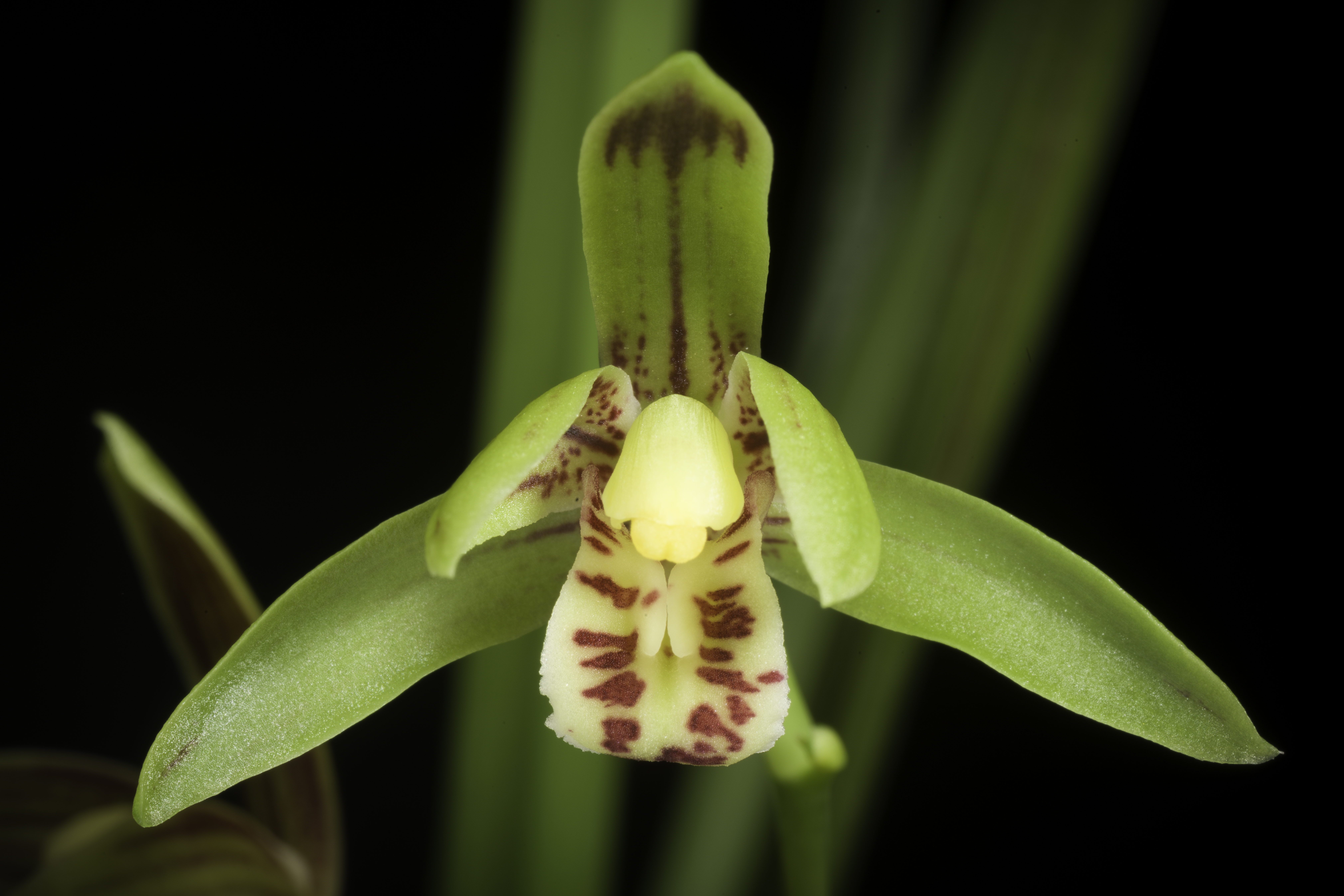 Cymbidium sinense