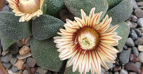 Aloinopsis rubrolineata