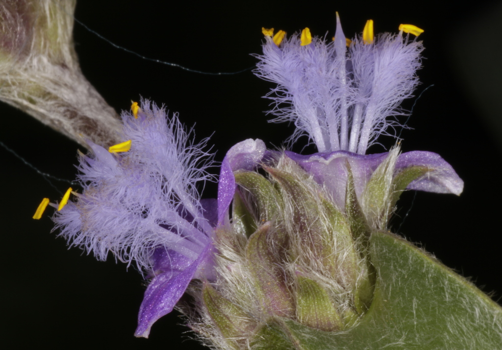Cyanotis speciosa