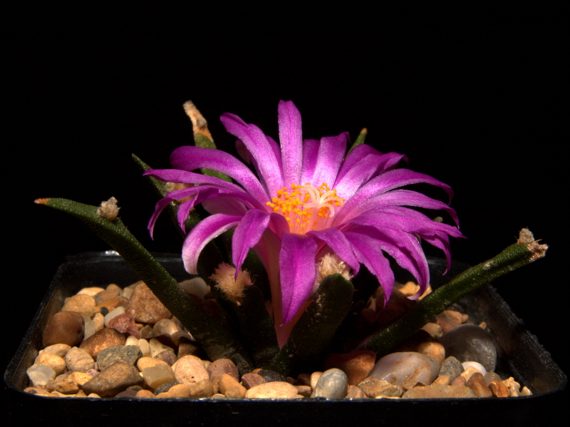 Ariocarpus agavoides