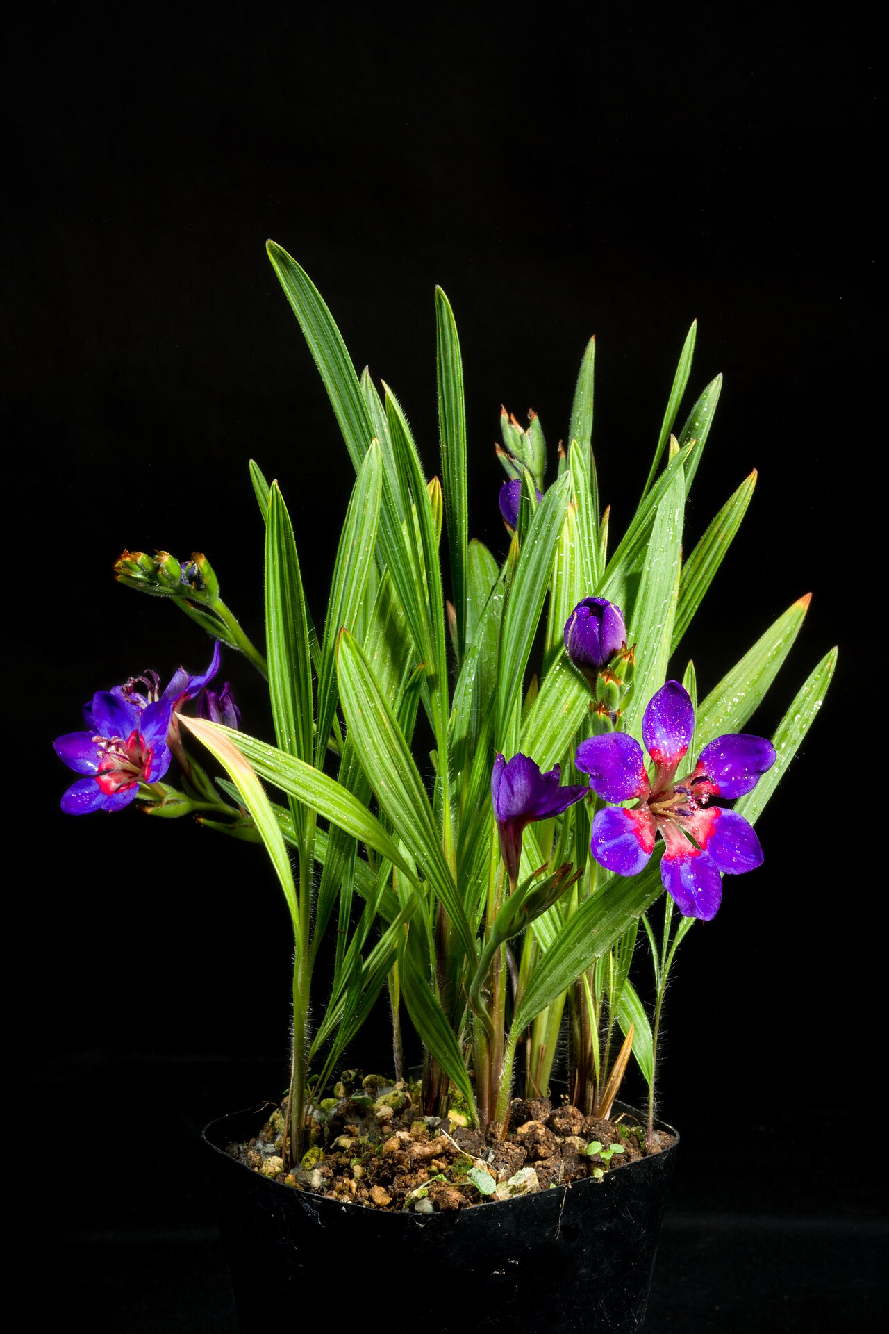 Babiana rubrocyanea