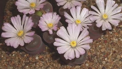 Conophytum praesectum
