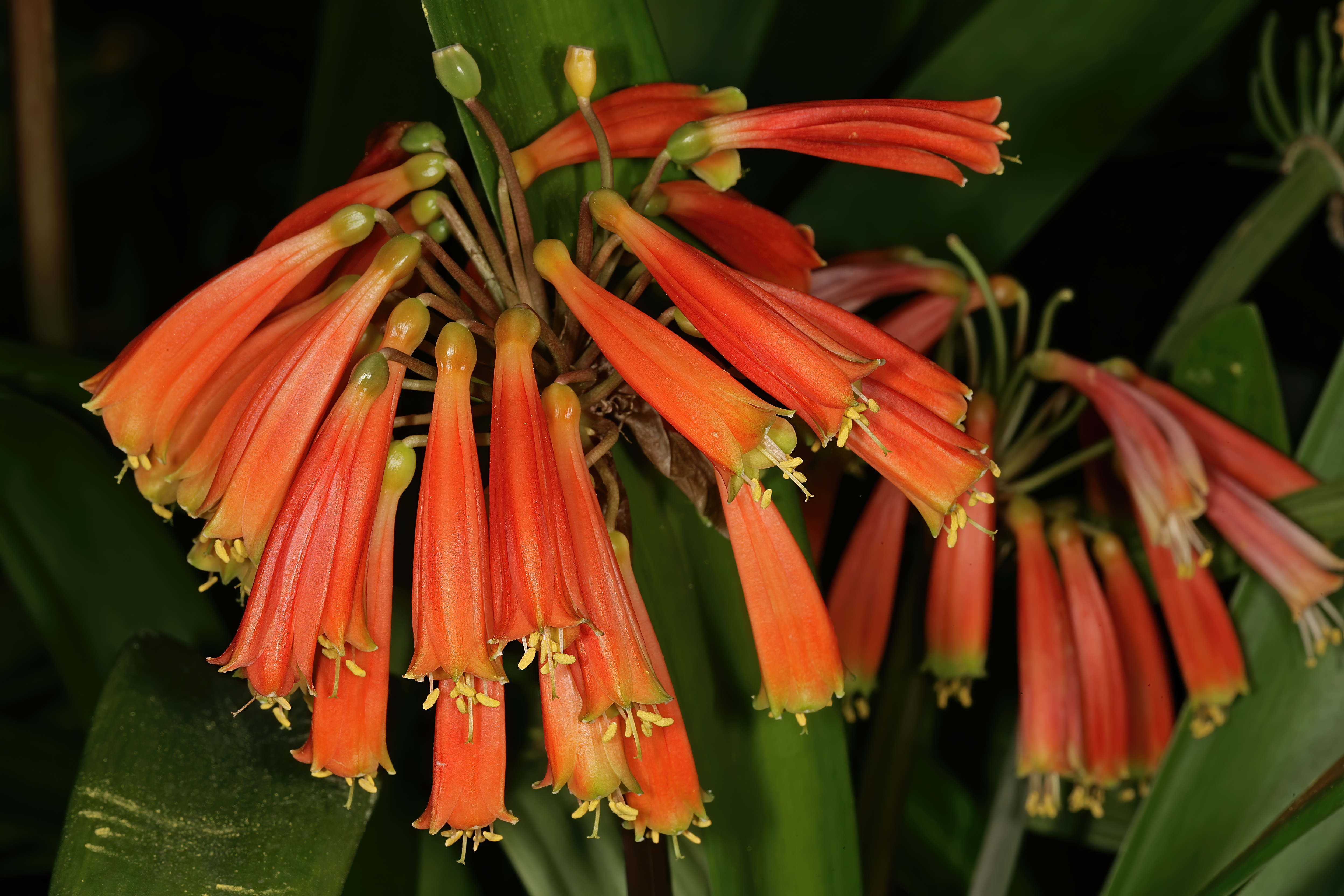 Clivia robusta