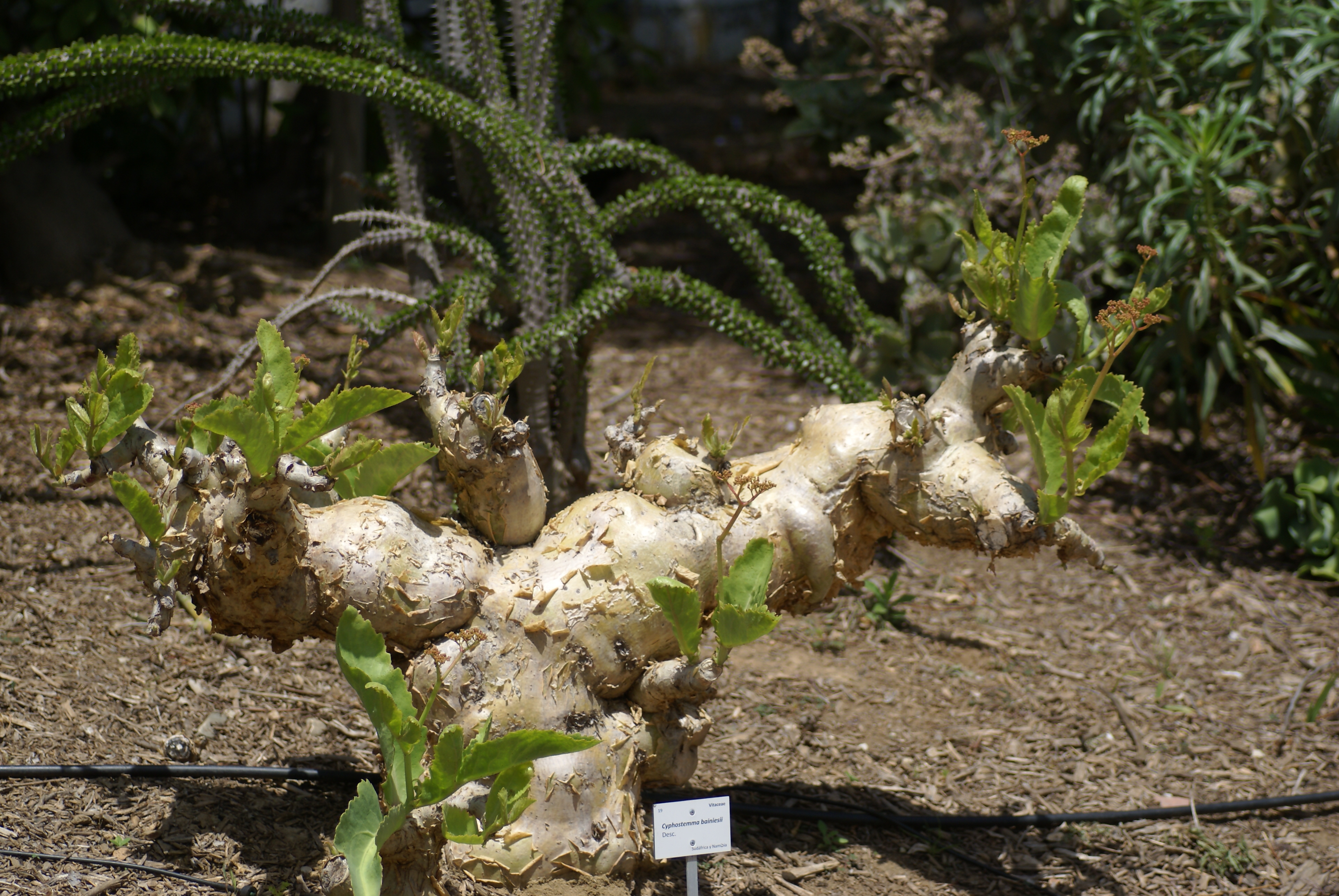 Cyphostemma bainesii