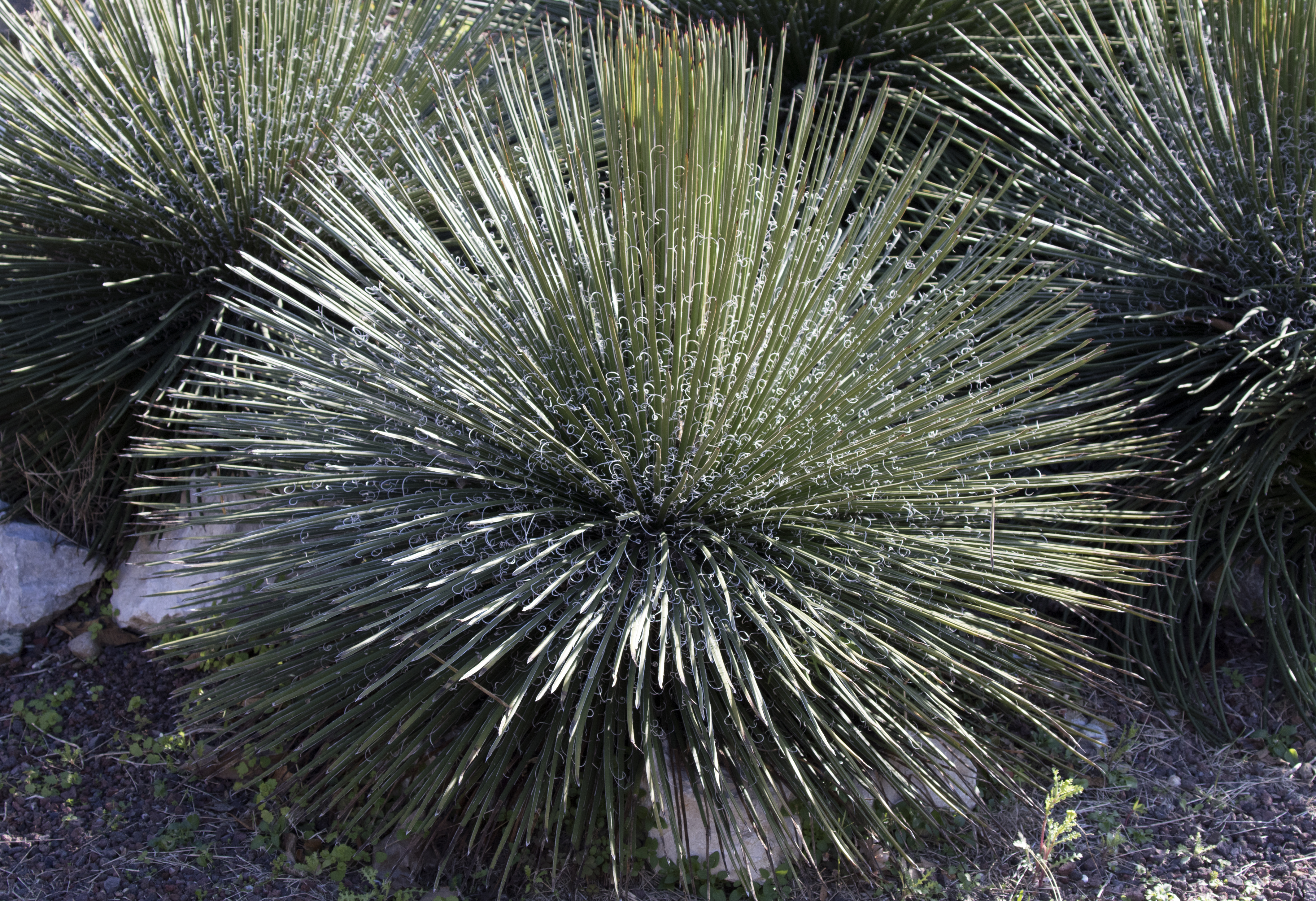 Agave geminiflora